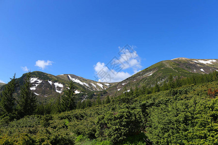 阿尔卑斯山的绿色景观与冷杉树和针叶树植物欧洲自然休息图片