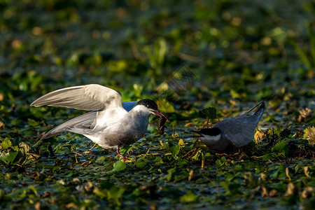 白颊燕鸥雄将水虫带到多瑙河三角洲的雌燕鸥身上罗马尼亚多瑙河野生图片