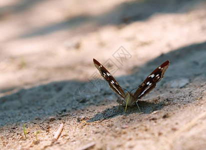 蝴蝶ApatulaLilia带绿图片
