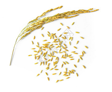 在白色背景上分离的水稻种子图片