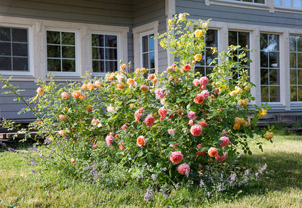 英国玫瑰花园图片