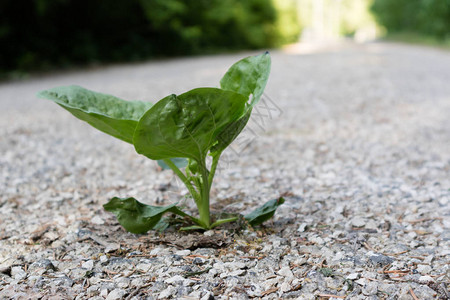 在柏油路上生长的绿色车前草图片