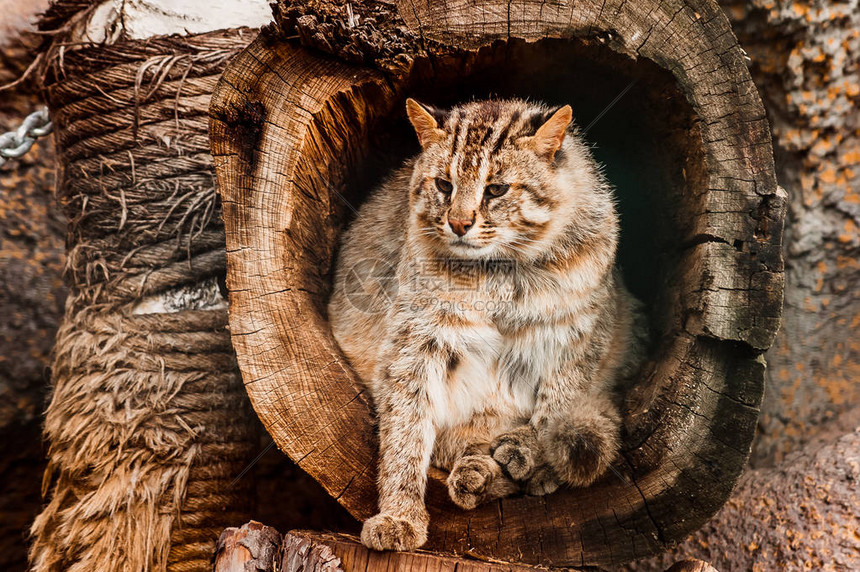 一只野猫从树洞里走出来图片