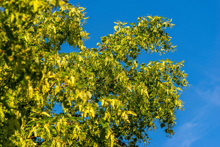 蓝天背景的花绿树图片
