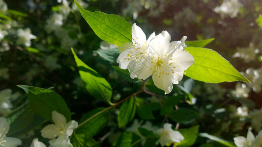 花园里的白茉莉图片