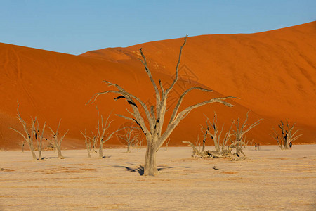 纳米比亚纳米布沙漠深埋于死列地貌的美丽夜景颜色图片