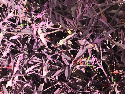 美丽的多彩紫色独特的奇特异国色彩在埃及鲜亮的植物叶子图片