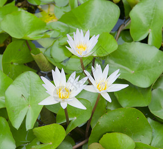 水上白莲油图片