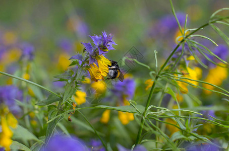 被剥光的大黄蜂收集花蜜图片
