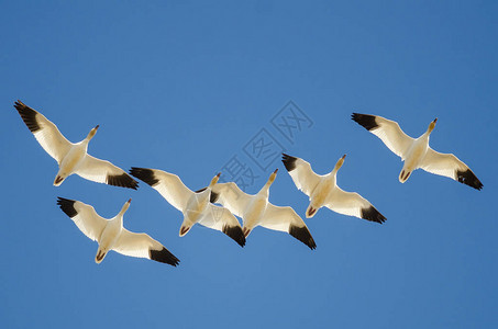 雁群在蓝天中飞翔图片