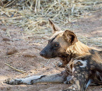 非洲野狗在纳米比亚草原的图片