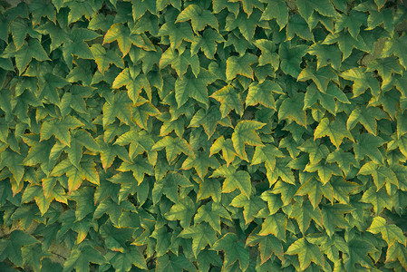 墙上的绿色常春藤背景图片