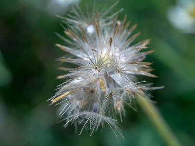 关闭Tridaxprocumbens花的种子图片