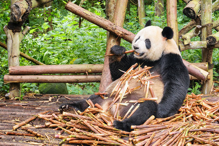 可爱有趣的大熊猫吃竹子图片