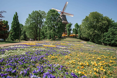 风车和花园与黄色和紫色的花朵风车前美丽的花田图片