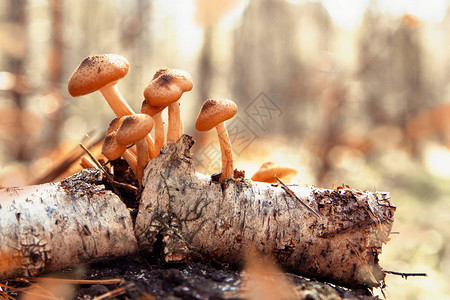 树枝上有许多蜂蜜花纹秋林蘑菇收集阳光线定图片