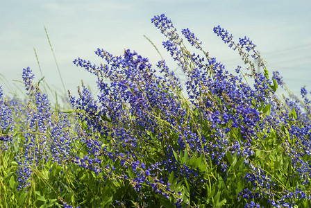 蓝天下上盛开的蓝色紫花苜蓿背景图片