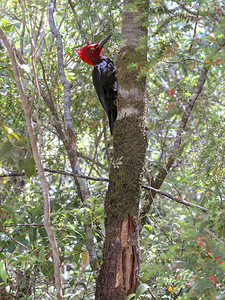 啄木鸟以森林中的一棵老树为食图片