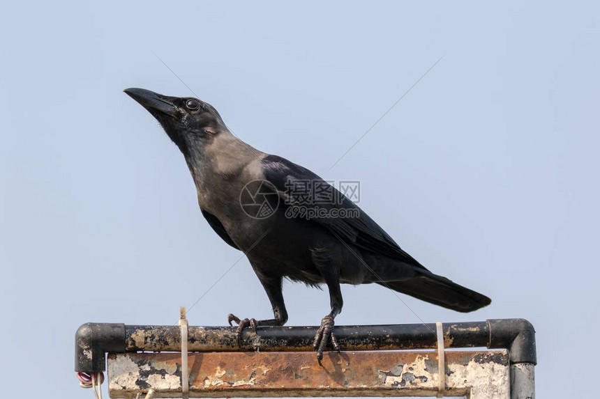 家用乌鸦Corvus图片