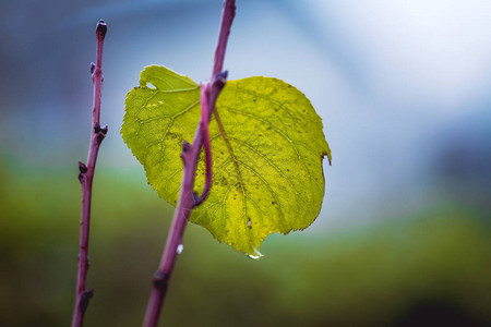 雨天下秋天树枝上一图片