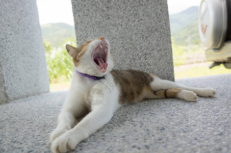 懒惰的猫咪：午后打瞌睡，张嘴舒适睡觉图片