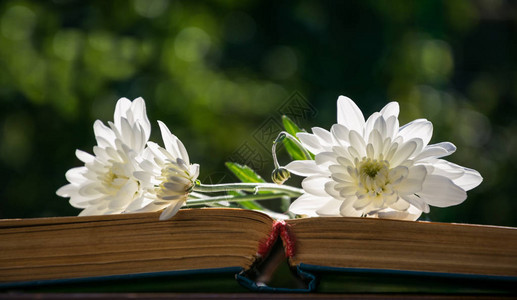 白菊花与旧书页图片