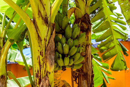 花园树上的香蕉香蕉和车前草植物不是木质的图片