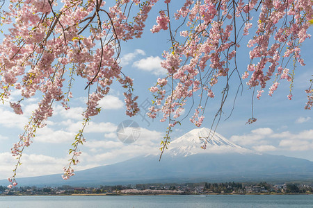 春季日本河口湖的樱花和富士山图片