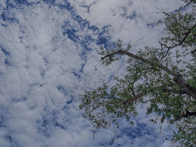 蓝天空背景的美丽树用于背景图像图片