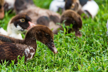 几只家养小鸭在草地上休息农场动物概念图片