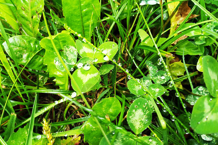 雨水在新鲜草地上喷洒水分清晨在草地上图片