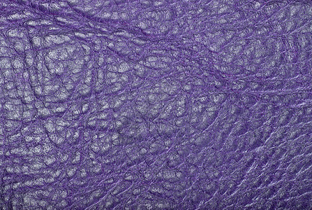 Lilac皮革图片