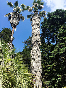 棕榈树自然植物图片