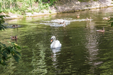 一只白天鹅漂浮在野鸭旁边的池塘上图片
