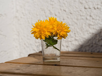 Kerriajaponica的美丽黄色花朵在玻璃杯图片