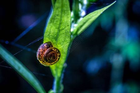 Snail剪贴花图片