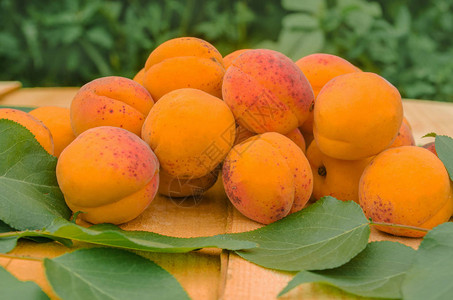 木头上有成熟的杏子和杏叶图片