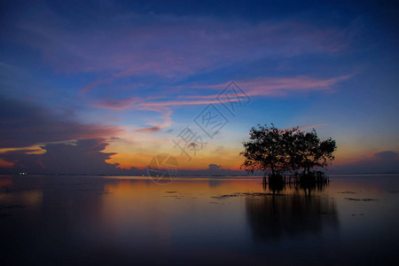 日出天空湖中树的剪影图片
