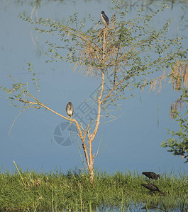 成年夜鹭和一只幼年nycticorax野鸟站在大河边的树顶上图片