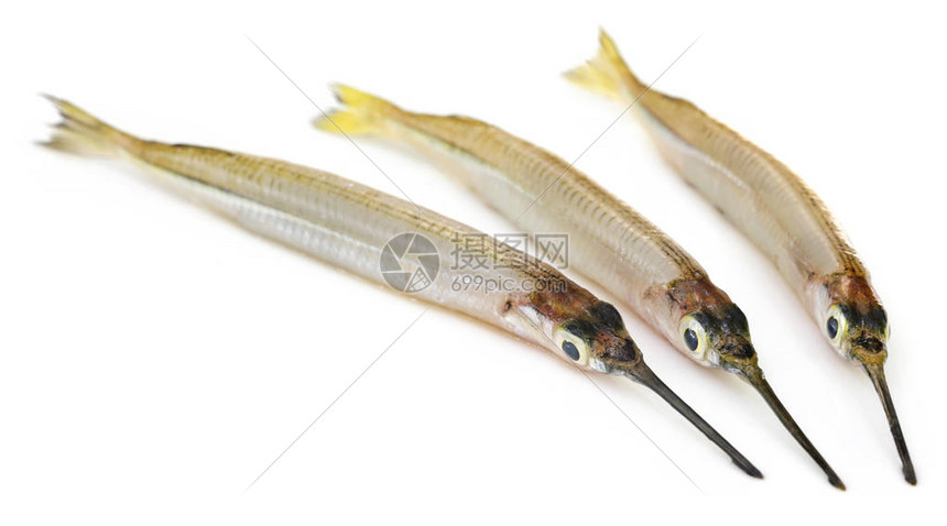 淡水针鱼在白色背景图片