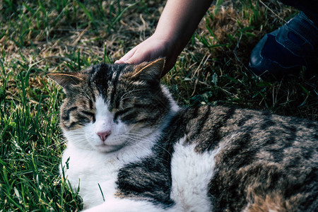 孩子在草坪上抚摸一只猫图片