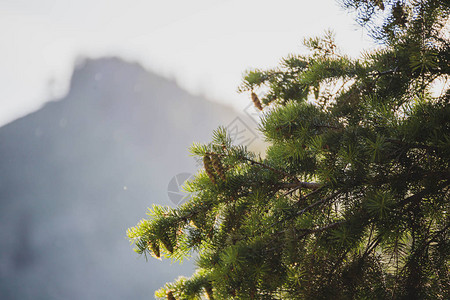 绿松针和松饼与远处的山群吸收阳光图片