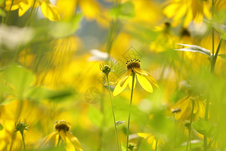 切菜花Rudbeckialaci图片