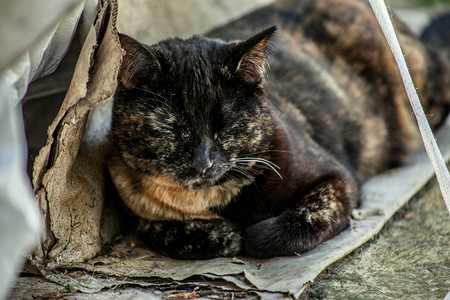 一张小乌龟贝壳猫咪在纸板图片