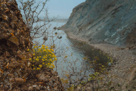 在海岩岸背景下的野花背景克里图片
