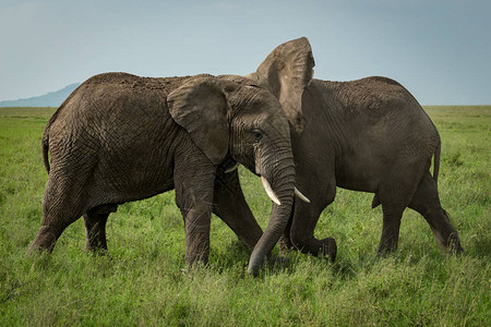 两只非洲象在草地上打架背景图片