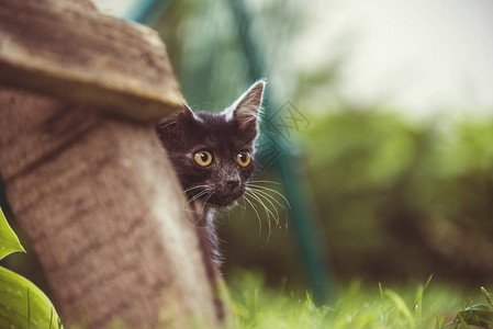 可爱的小猫户外小猫玩图片