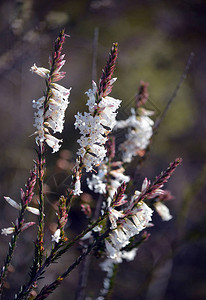 澳大利亚本土钝叶荒地Epacrisobtusifolia的白色管状花图片