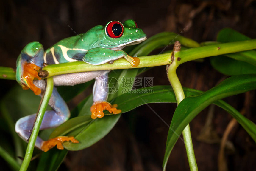 红眼树蛙趴在植物茎上梦见蟋蟀图片