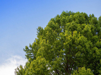 云杉树的大绿冠图片